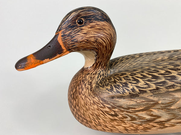 Unknown Mallard Hen, Raised Wings (#9313)