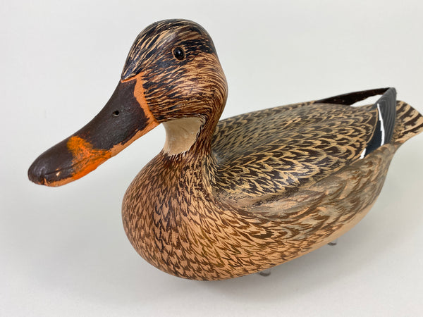 Unknown Mallard Hen, Raised Wings (#9313)