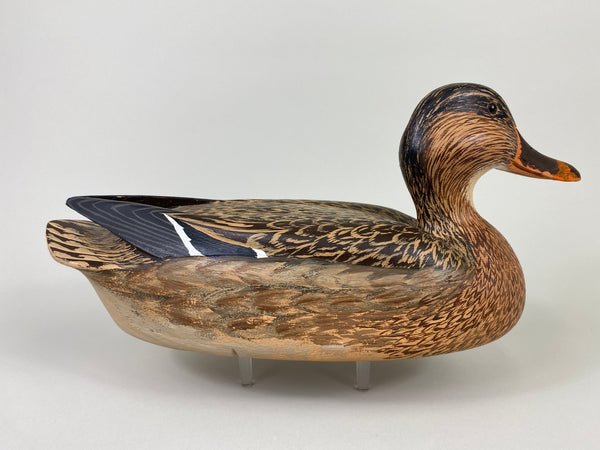Unknown Mallard Hen, Raised Wings (#9313)