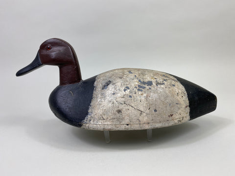 St. Clair Flats Canvasback Drake (#9334)