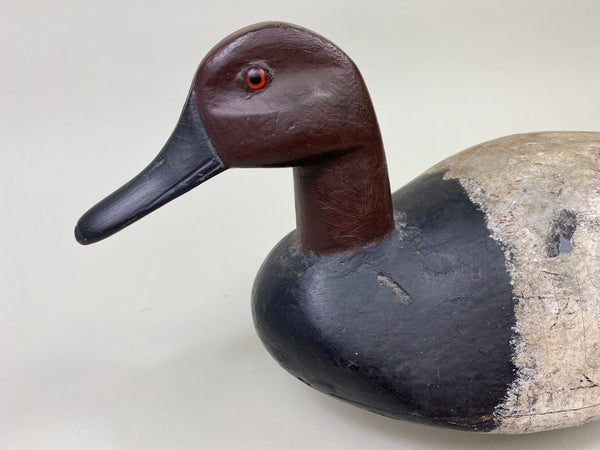 St. Clair Flats Canvasback Drake (#9334)