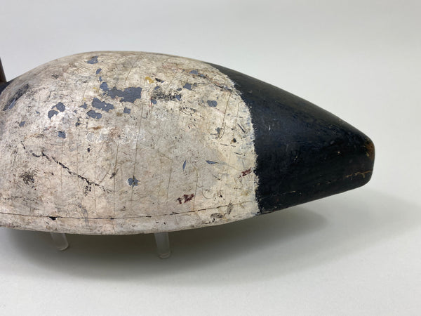 St. Clair Flats Canvasback Drake (#9334)