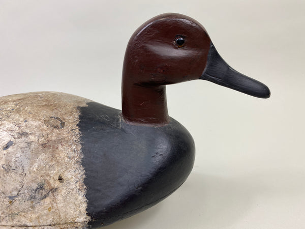 St. Clair Flats Canvasback Drake (#9334)