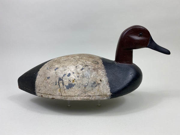 St. Clair Flats Canvasback Drake (#9334)