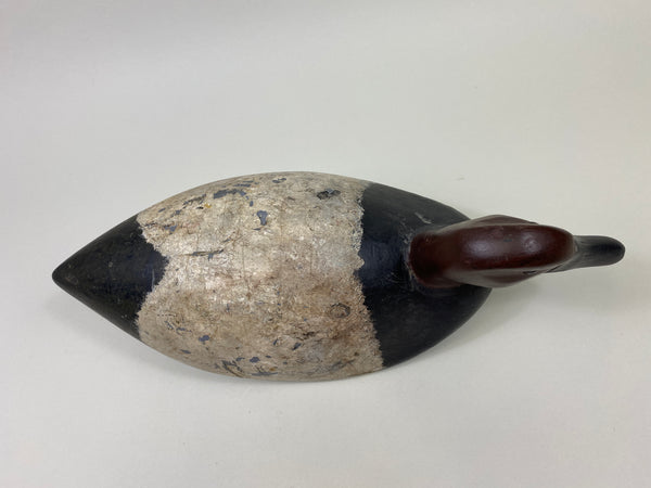 St. Clair Flats Canvasback Drake (#9334)