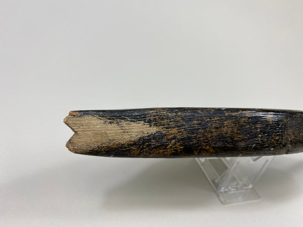 New Jersey Flat-Sided Dowitcher, Circa 1900's (#9435)