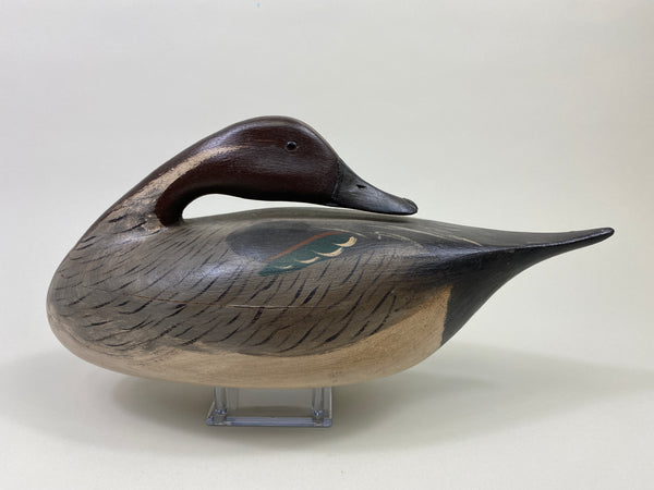 Jim Slack Sleeping Pintail (#9459)