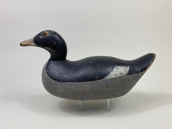 Mason Challenge Grade Coot (#9469)