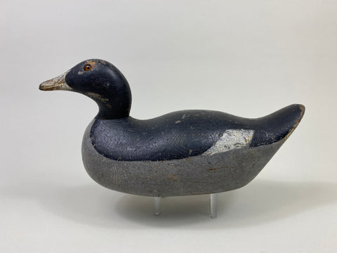 Mason Challenge Grade Coot (#9469)
