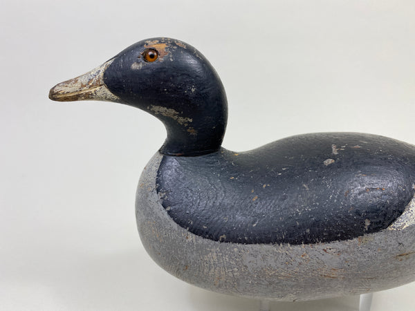 Mason Challenge Grade Coot (#9469)