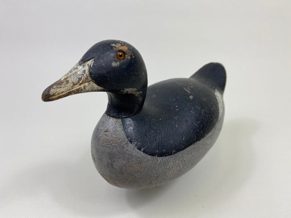 Mason Challenge Grade Coot (#9469)