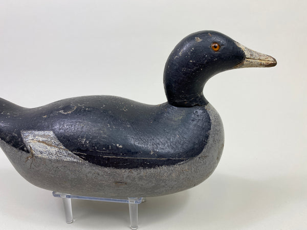 Mason Challenge Grade Coot (#9469)