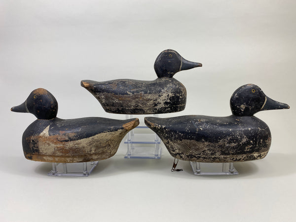 Trio of Midwest Ringbills (#9502)