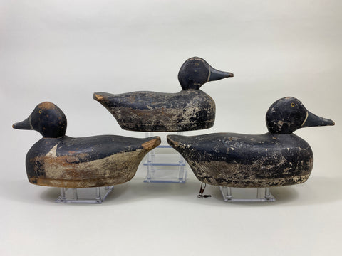 Trio of Midwest Ringbills (#9502)