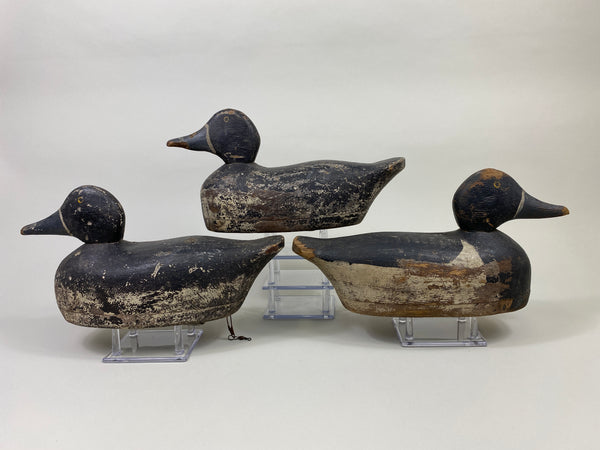 Trio of Midwest Ringbills (#9502)