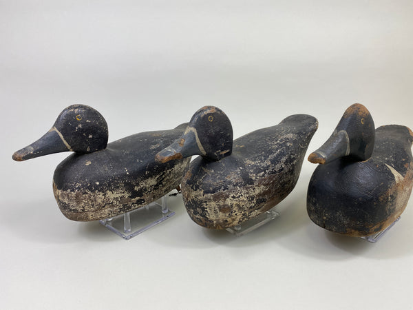 Trio of Midwest Ringbills (#9502)
