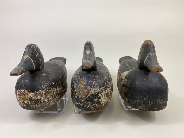 Trio of Midwest Ringbills (#9502)