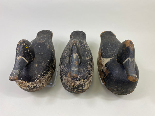 Trio of Midwest Ringbills (#9502)