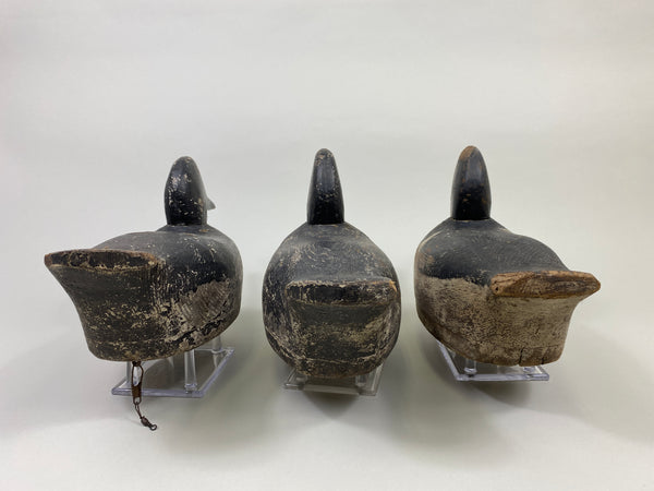 Trio of Midwest Ringbills (#9502)