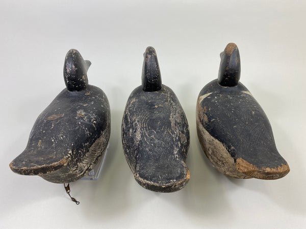 Trio of Midwest Ringbills (#9502)