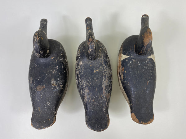 Trio of Midwest Ringbills (#9502)