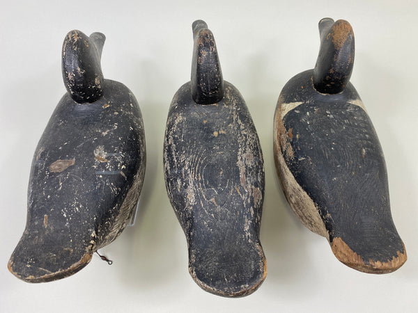 Trio of Midwest Ringbills (#9502)