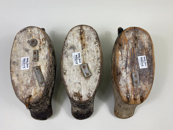 Trio of Midwest Ringbills (#9502)