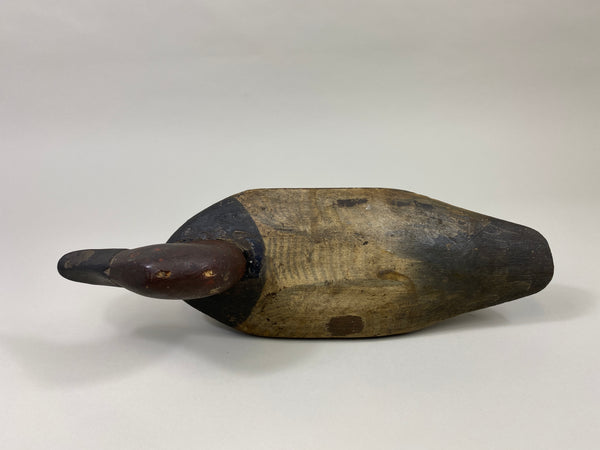 Chesapeake Bay Canvasback Drake (#9575)
