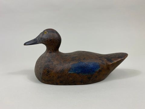 Wisconsin Blue-Wing Teal Hen, Beaver Dam area (#9597)