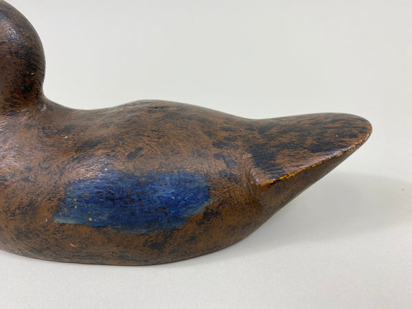 Wisconsin Blue-Wing Teal Hen, Beaver Dam area (#9597)