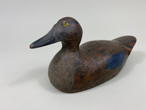 Wisconsin Blue-Wing Teal Hen, Beaver Dam area (#9597)