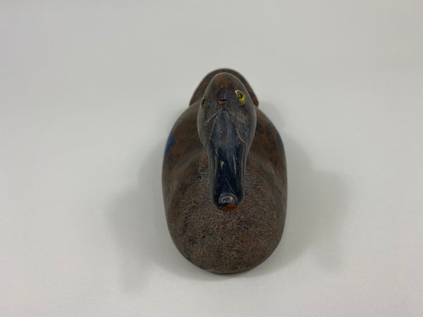Wisconsin Blue-Wing Teal Hen, Beaver Dam area (#9597)