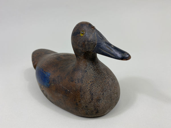 Wisconsin Blue-Wing Teal Hen, Beaver Dam area (#9597)