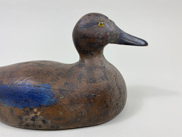 Wisconsin Blue-Wing Teal Hen, Beaver Dam area (#9597)