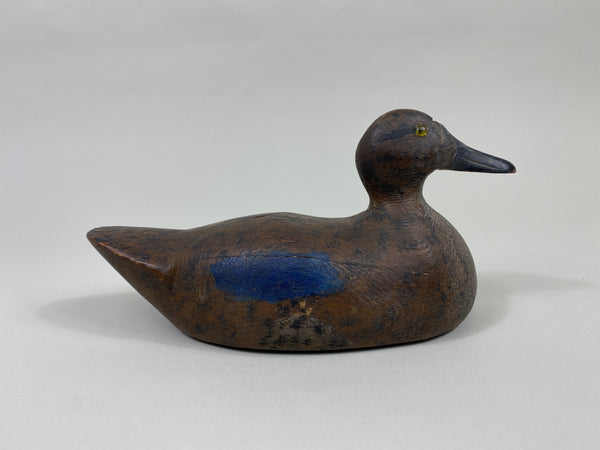 Wisconsin Blue-Wing Teal Hen, Beaver Dam area (#9597)