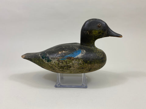 Wisconsin Blue Wing Teal Drake (#9599)