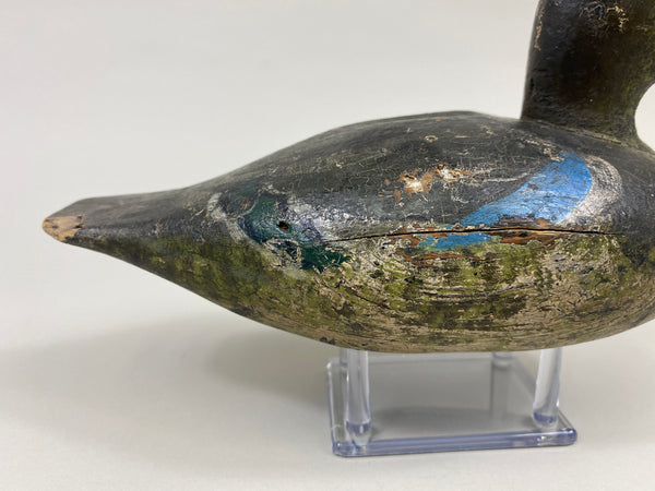 Wisconsin Blue Wing Teal Drake (#9599)
