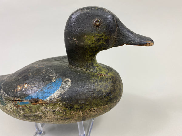 Wisconsin Blue Wing Teal Drake (#9599)