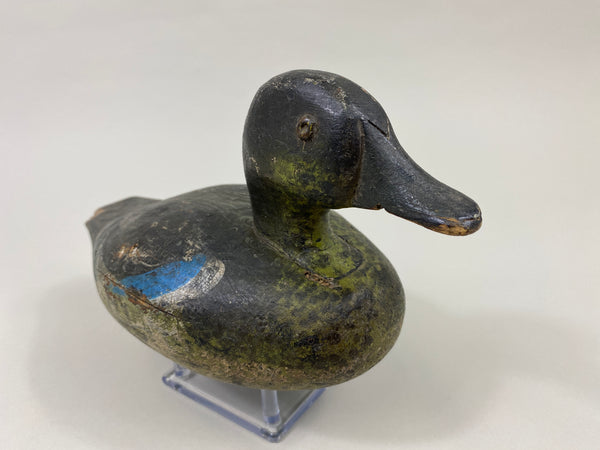 Wisconsin Blue Wing Teal Drake (#9599)