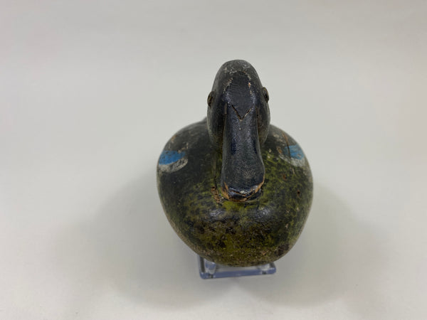 Wisconsin Blue Wing Teal Drake (#9599)