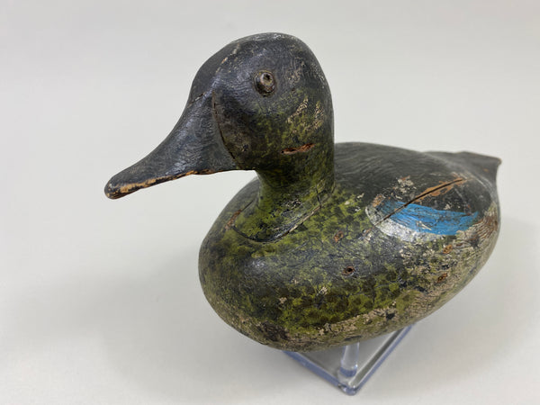 Wisconsin Blue Wing Teal Drake (#9599)