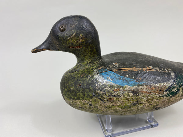 Wisconsin Blue Wing Teal Drake (#9599)
