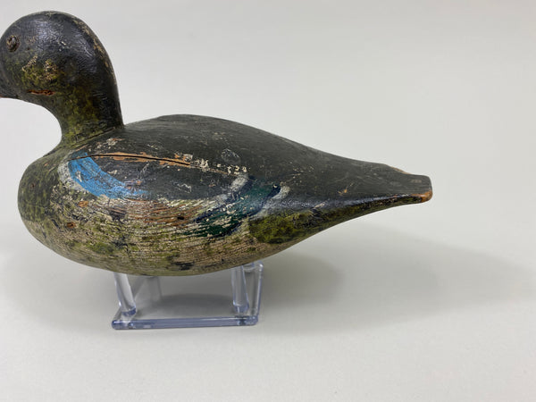 Wisconsin Blue Wing Teal Drake (#9599)