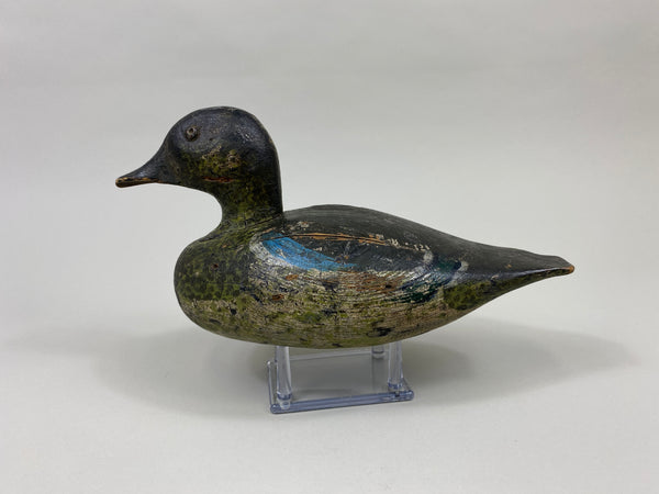 Wisconsin Blue Wing Teal Drake (#9599)