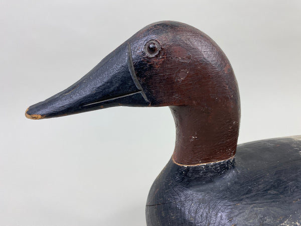 Ray Thompson Canvasback Drake (#9668)