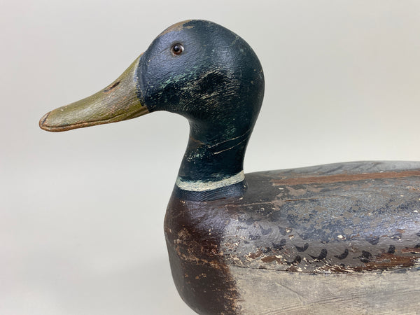Illinois River Mallard Drake (#9805)
