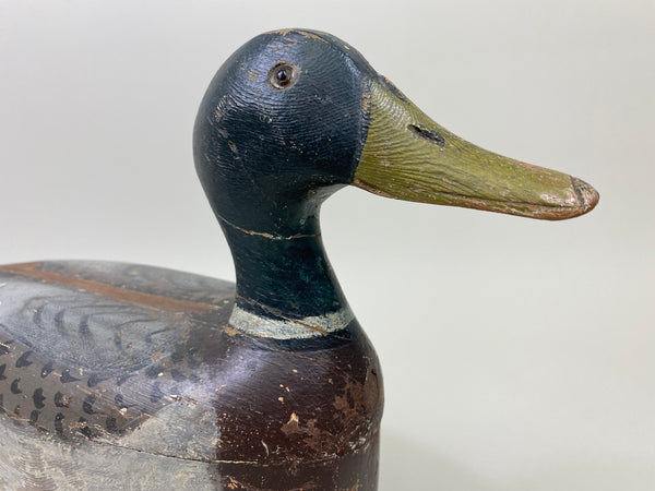 Illinois River Mallard Drake (#9805)