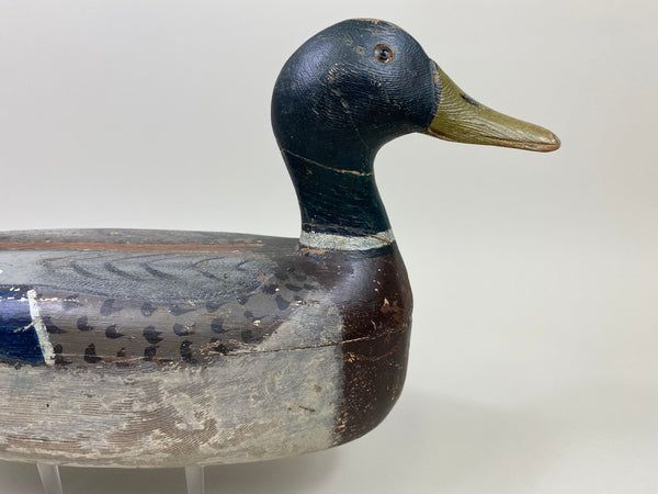 Illinois River Mallard Drake (#9805)