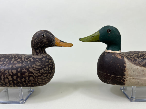 Schoenheider, Jr. 2/3 size Mallards Pair, Circa 1950 (#3856)