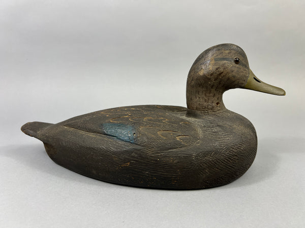 Michigan Black Duck Schmidt influence (#4771)